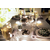CHAMPAGNE FLUTE SET OF 2 IN COLOUR BOX WL‑888050/2C WILMAX Champagne flute set of 2 in colour box wl‑888050/2c Wilmax (photo 6)